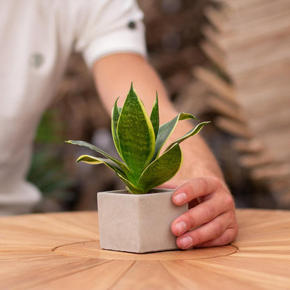 Congreet plantpots + Sansevieria | Samen sterk - Pflanzfix24.de - Pflanzfix24.de