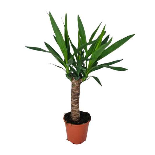 Yucca Pflanze Ø14cm – 60cm hoch | Pflanzfix24.de - Pflanzfix24.de