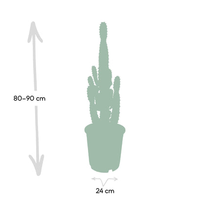 Euphorbia Acrurensis - Ø24cm - ↕60cm bei Pflanzfix24.de - Pflanzfix24.de