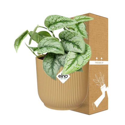 Scindapsus Pictus Trebie 14 cm ELHO Vibes Gelb | Pflanzfix24