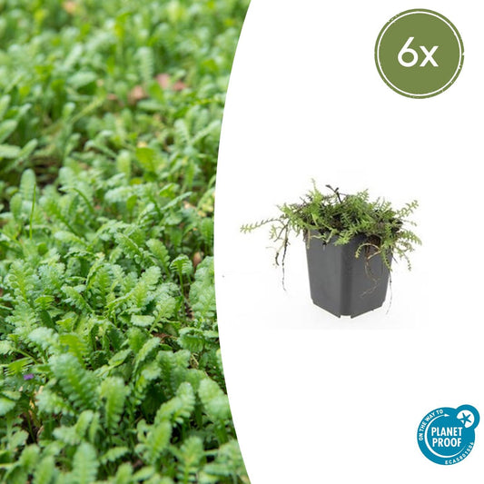 6x Leptinella squalida - Pflanzfix24.de - Pflanzfix24.de