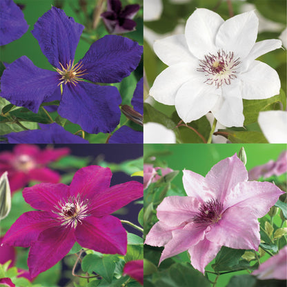 Pflanzfix24.de - Clematis Rainbow - Kletterpflanze - 4 Pflanzen - Topf 11cm - Pflanzfix24.de