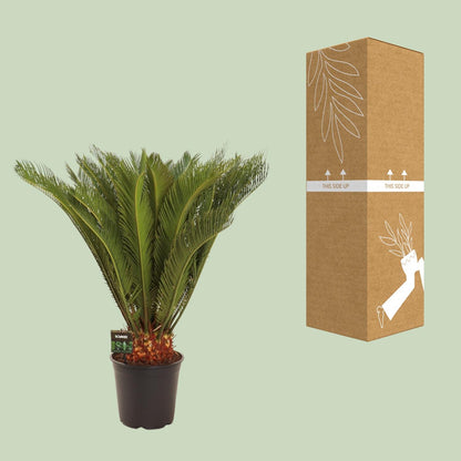 Cycas Revoluta - Ø24 ↕90 von Pflanzfix24