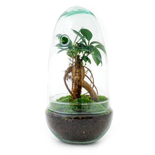 Flaschengarten - Egg Bonsai - pflanzfix24