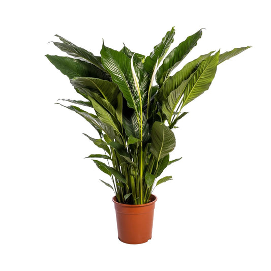 Spathiphyllum Sweet Sebastiano Ø24cm – elegante Friedenslilie | pflanzfix24.de - Pflanzfix24.de