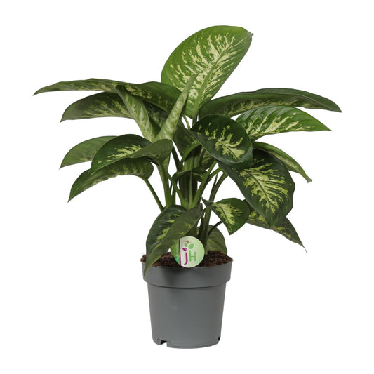 Dieffenbachia Mars - Ø19cm - ↕60cm - Pflanzfix24