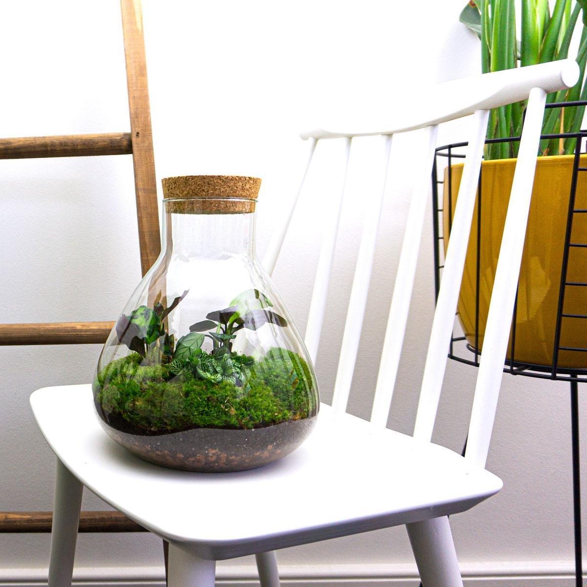 DIY Terrarium - Sammie - ↕ 27 cm - Pflanzfix24.de - Pflanzfix24.de