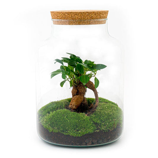 Flaschengarten - Milky mit bonsai - ↕ 30 cm - Normal - Pflanzfix24.de - Pflanzfix24.de