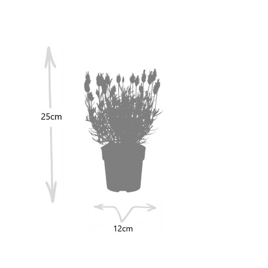 6x Lavandula stoechas Anouk® – 12 cm Topf – Set mit 6 Französischen Lavendeln - Pflanzfix24.de - Pflanzfix24.de