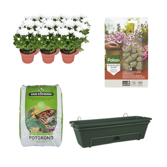 Balkonpflanzgefäß Grün DIY-Set - Chrysanthemum Brave - Pflanzfix24.de - Pflanzfix24.de