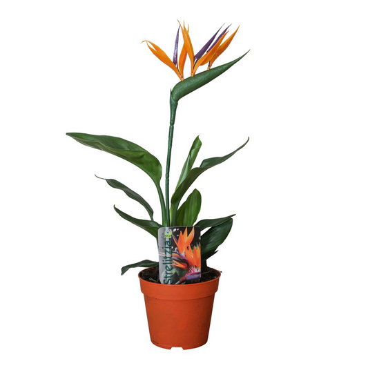 Strelitzia Reginae P13 Ø13cm 35cm mit Kunstblume – Pflanzfix24.de - Pflanzfix24.de