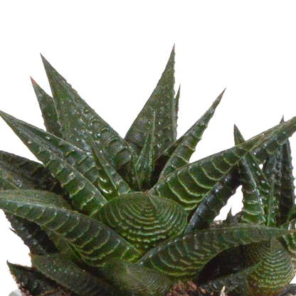 Gasteria/Haworthia-Mischung 8,5cm - 3x - in Terracotta-Topf | Pflanzfix24.de - Pflanzfix24.de