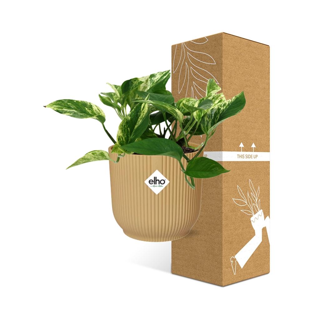 Scindapsus Marble Queen 14cm ELHO Vibes Fold Gelb – Pflanzfix24