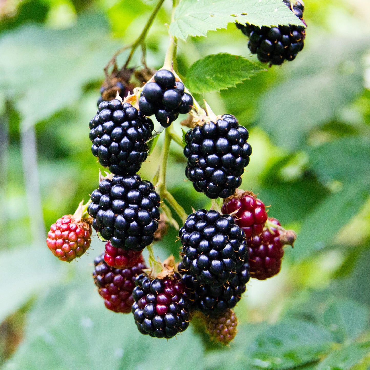 Pflanzfix24 - Obstpflanze - Brombeere - Rubus fruticosus Triple Crown - Schwarze Brombeere - Dornenlos - 2 Pflanzen - Topf 11cm Höhe 40cm