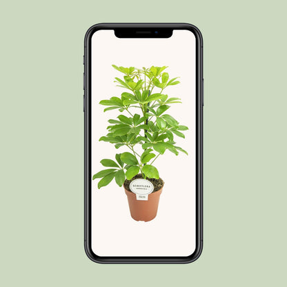 Schefflera Nora Ø13cm, 45cm | Luftreinigend & Pflegeleicht | Pflanzfix24