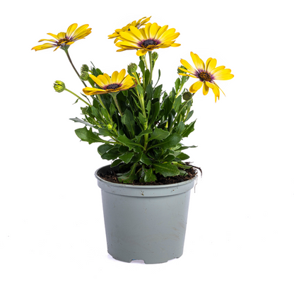 8x Osteospermum ecklonis Gelb Ø12 cm - ↕20 cm - Pflanzfix24