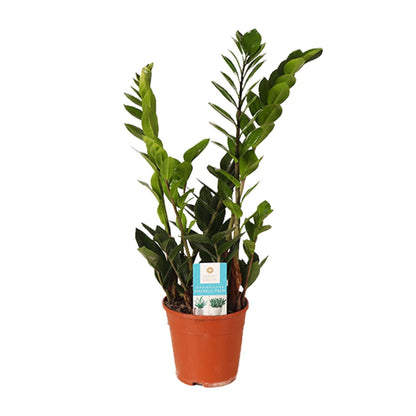Zamioculcas Zamiifolia 45cm - Zimmerpflanze bei Pflanzfix24