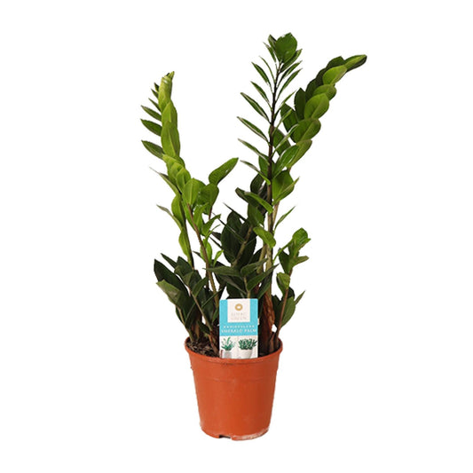 Zamioculcas Zamiifolia 45cm - Zimmerpflanze bei Pflanzfix24