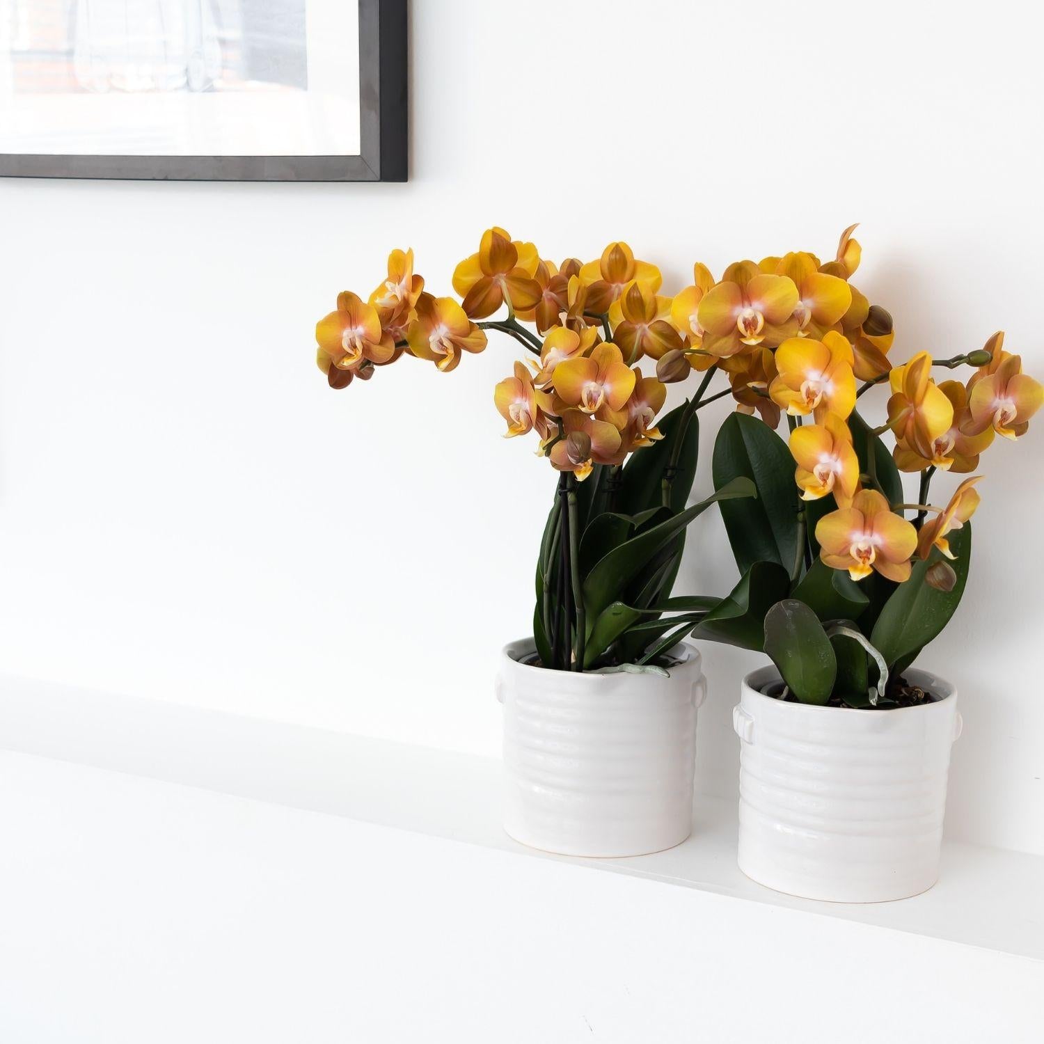 Kolibri Orchideen Jewel Las Vegas Orange-goldene Phalaenopsis Ø12cm | Pflanzfix24.de - Pflanzfix24.de