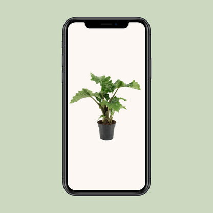Alocasia Low Rider - Ø17cm - ↕50cm - Pflanzfix24
