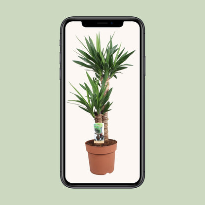 Yucca Elephantipes - Ø21cm - ↕80cm bei Pflanzfix24