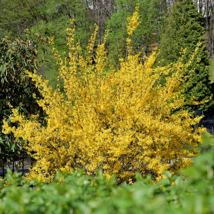 Pflanzfix24 - Forsythia intermedia Goldrauch - Blüte Gelb - 1 Pflanze - Topf 17cm