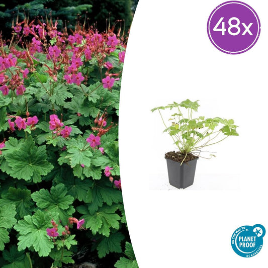 48x Geranium macr. 'Czakor' - ↕10-25cm - Ø9cm - Pflanzfix24