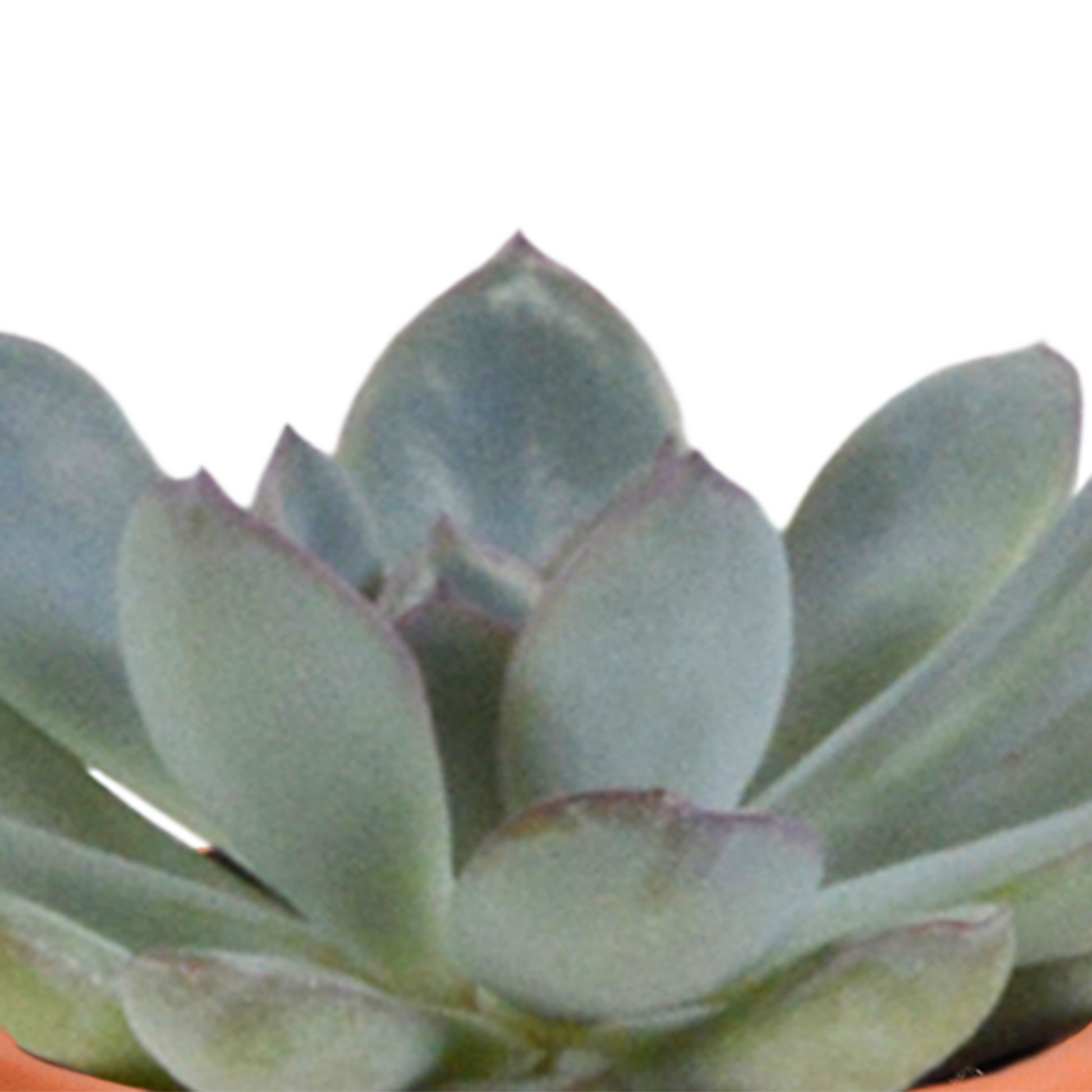 Kakteen und Sukkulenten Mix 5,5 cm | 15er Set - Terrakotta Topf - Pflanzfix24.de - Pflanzfix24.de