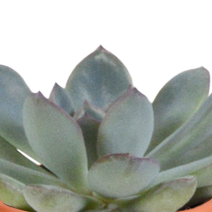 Kakteen und Sukkulenten Mix 5,5 cm | 15er Set - Terrakotta Topf - Pflanzfix24.de - Pflanzfix24.de