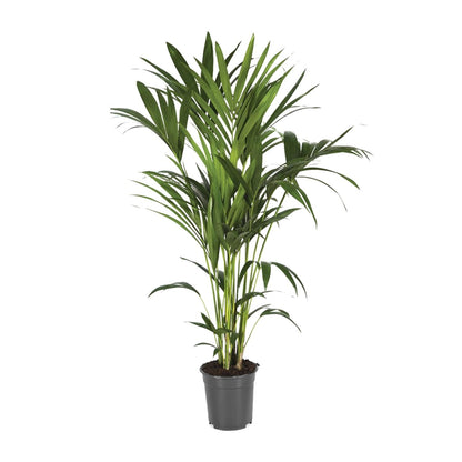 Kentia-Palme - Howea Forsteriana - Ø21cm - ↕120cm - Pflanzfix24.de - Pflanzfix24.de