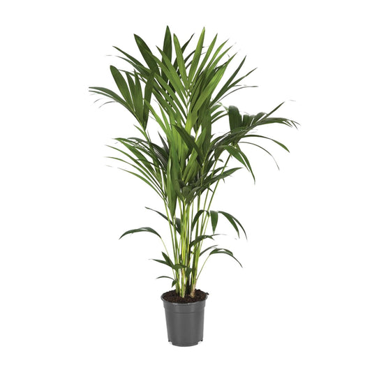 Kentia-Palme - Howea Forsteriana - Ø21cm - ↕120cm - Pflanzfix24.de - Pflanzfix24.de