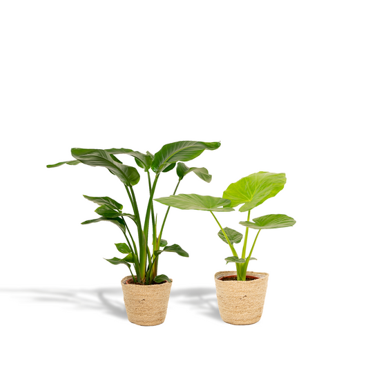 Strelitzia & Alocasia Set mit Korb – Pflanzfix24.de - Pflanzfix24.de