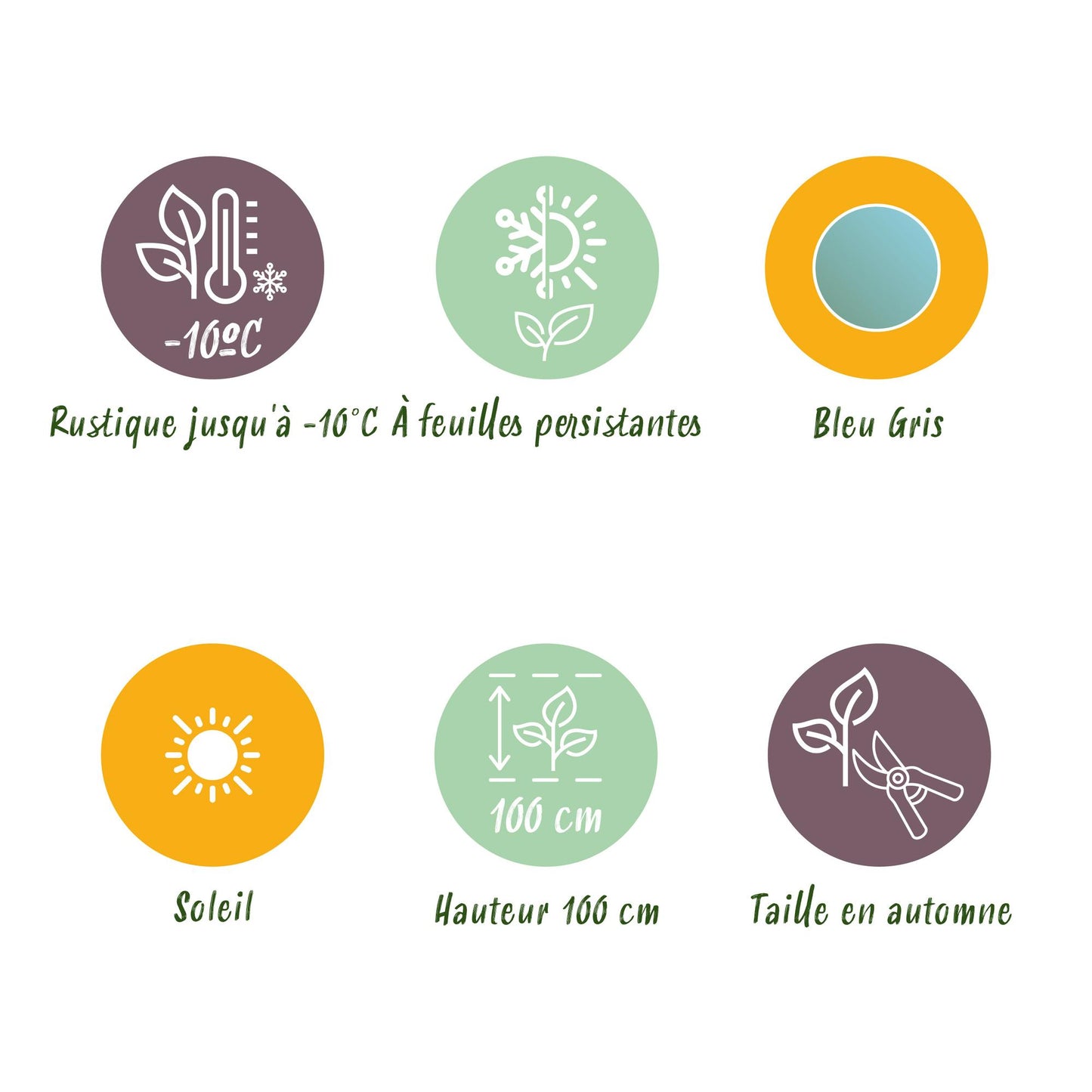 pflanzfix24 - Eukalyptusbaum - Eucalyptus gunnii - Grau - 2 Pflanzen - Winterhart
