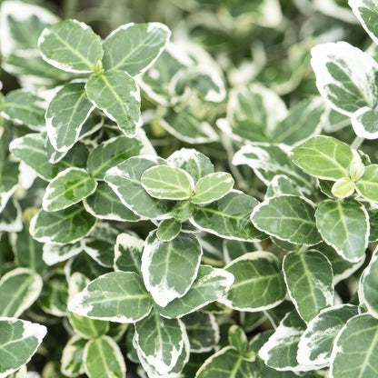 24x Euonymus fort. 'Emerald Gaiety' - ↕10-25cm - Ø9cm - Pflanzfix24