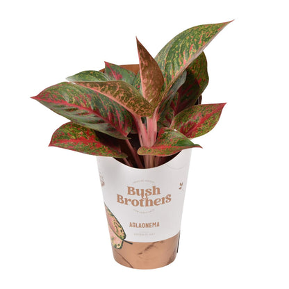 Aglaonema Dark Star - Ø12cm - ↕35cm by Pflanzfix24