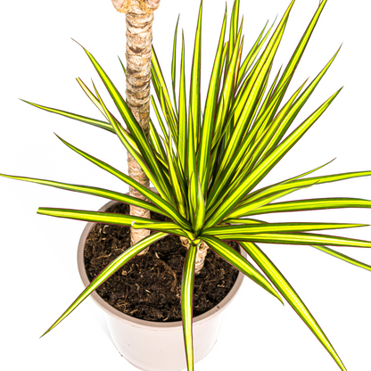 Dracaena Marginata Sunray Ø19cm - Pflanzfix24