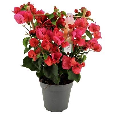 Bougainvillea Rood 12 Cm Rek - Pflanzfix24