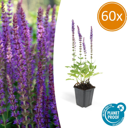 60x Salvia nem. 'Ostfriesland' - ↕10-25cm - Ø9cm bei Pflanzfix24.de - Pflanzfix24.de