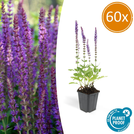 60x Salvia nem. 'Ostfriesland' - ↕10-25cm - Ø9cm bei Pflanzfix24.de - Pflanzfix24.de