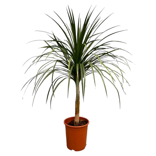 Dracaena Draco - 120cm - ø30 - Pflanzfix24