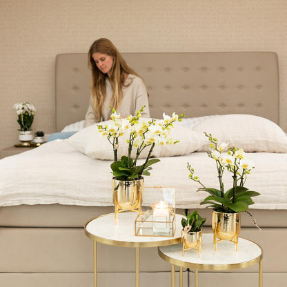 Kolibri Orchideen Phalaenopsis Lausanne Weiß Ø9cm – Blühende Zimmerpflanze | Pflanzfix24.de - Pflanzfix24.de