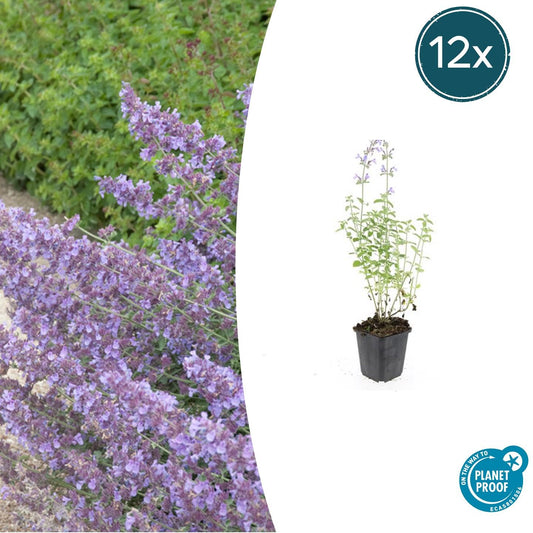 12x Nepeta 'Walker's Low' – aromatische Staude | Pflanzfix24.de - Pflanzfix24.de