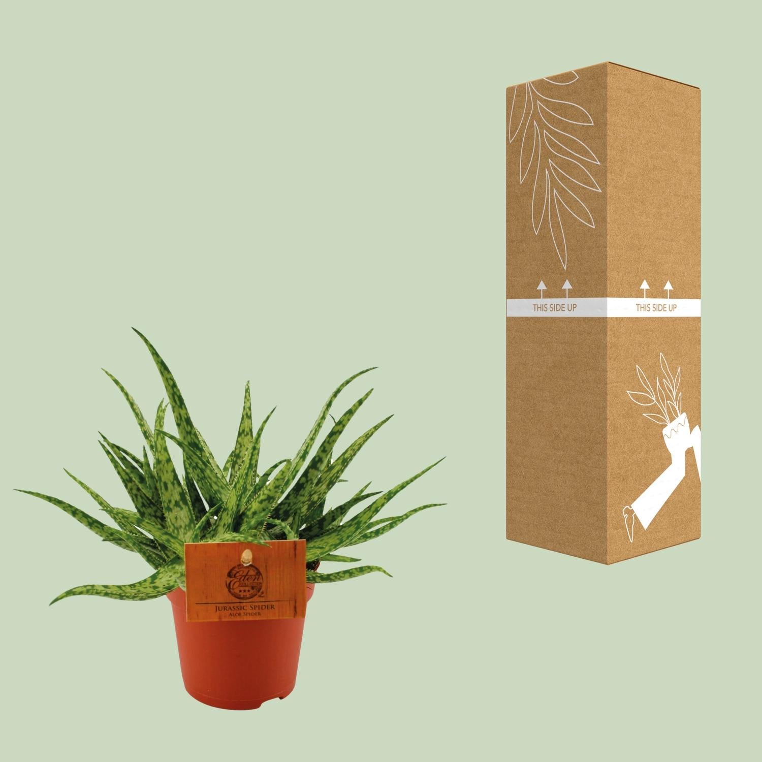 Aloe Spider - Ø10,5 ↕15 bei Pflanzfix24.de - Pflanzfix24.de