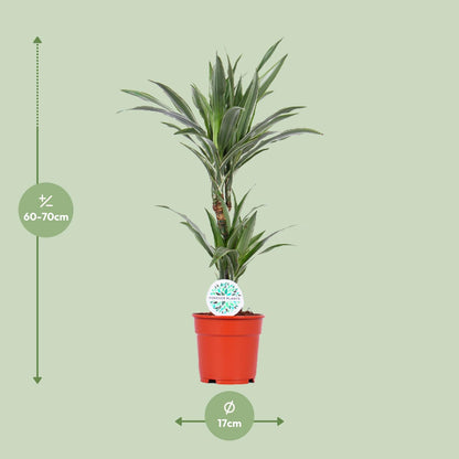 Dracaena Warneckei - Ø17cm - ↕65cm - Pflanzfix24
