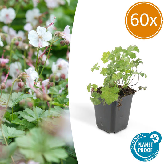 60x Geranium cant. 'Biokovo' - ↕10-25cm - Ø9cm - Pflanzfix24.de - Pflanzfix24.de