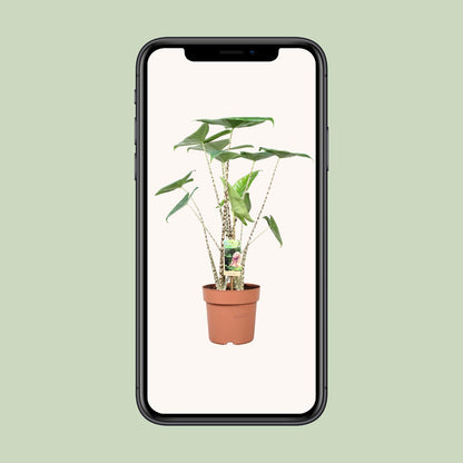 Alocasia Zebrina - Ø21cm - ↕80cm bei Pflanzfix24