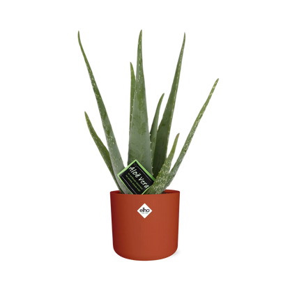Aloe Vera 12cm ELHO b.for soft rond 14cm brique - Pflanzfix24