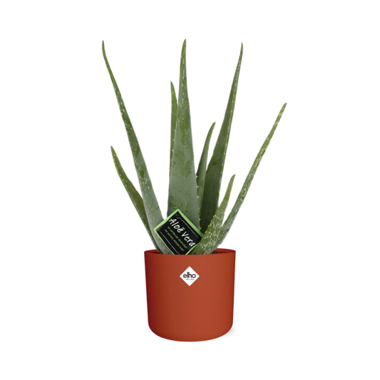 Aloe Vera 12cm ELHO b.for soft rond 14cm brique - Pflanzfix24