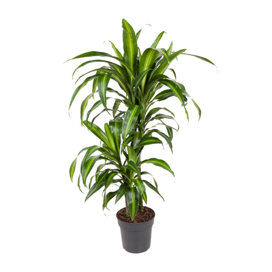 Dracaena Hawaiiana - Ø19cm - ↕90cm - Pflanzfix24