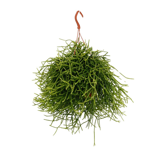 Rhipsalis Heteroclada - Ø17cm - ↕25cm - Pflanzfix24